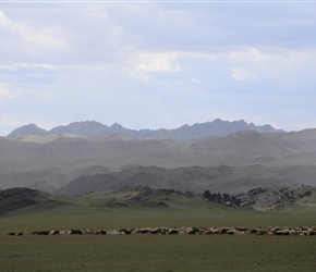 Sheep through the Dundas Valley