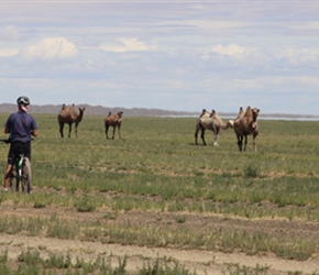 Bactrian Camels in Gobi