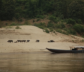 Buffalo explore the beach along the Mekong