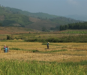 Paddy Fields in Laos