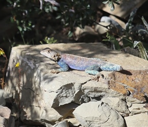 Sun basking lizard with half a tail
