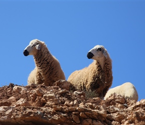 Sardi Sheep