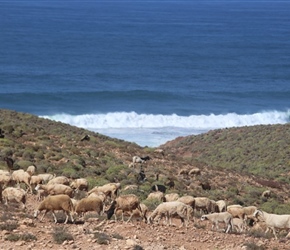 Sheep near Legzira Beach