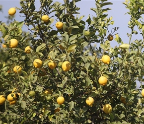 Lemon Trees