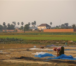 Rice drying Siem Reap