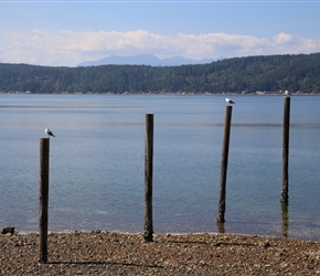 Seagulls in Puget Sound 