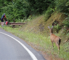 Deer checks Ian out on road towards Hurricane Ridge