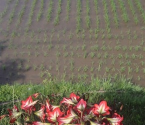 Flowers and paddy field