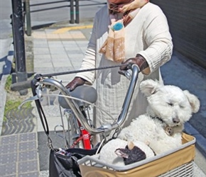 Dog in a basket in Yufuin