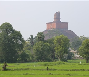 Birds and paddy fields around Anuradhapura