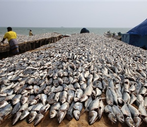 Fish drying south of Trincomalee