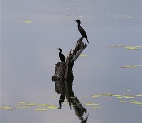 Cormorants on Kadawalawewa Tank