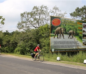 Cycle tourists beware of the Elephants