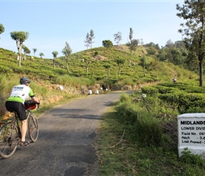 Ian passes the tea plantations in Sri Lanka