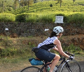 Christine passes the tea plantations in Sri Lanka