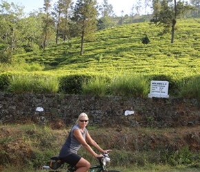 Chris passes the tea plantations in Sri Lanka