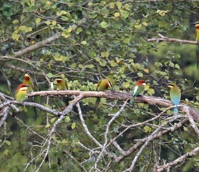 Bee eaters in the trees