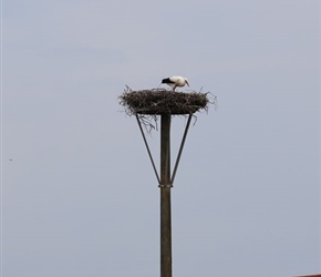 Stork tower