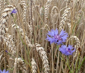 Flowers in cornfields near Proitze (eric)