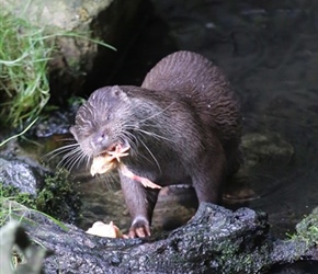 Otter eating chick at Otter Park