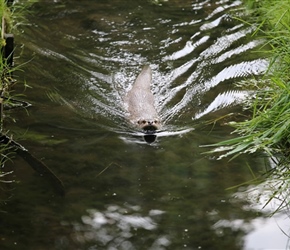 Swimming Otter at Otter Park