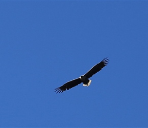 Sea Eagle on Anoya