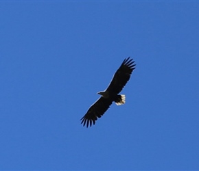 Sea Eagle on Anoya