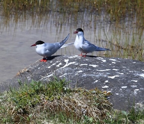 Arctic Tern in Dverberg