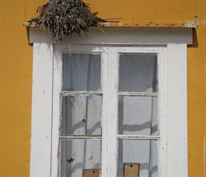 Nesting birds at Nysfjord