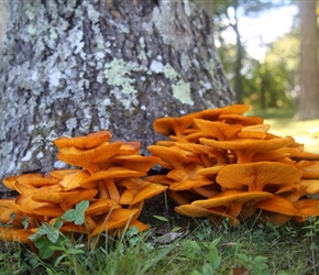 18.21.09.16-14-Orange-mushrooms47330.jpg