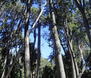 Brce Logan through trees in Angostura