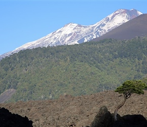 Tree and Volcan Llaima
