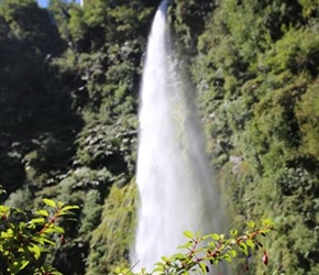 Waterfall and Fuschias