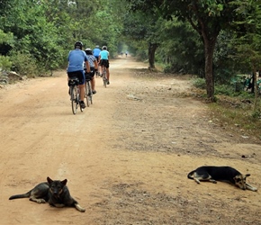 Sleeping dogs and red road Siam Reap