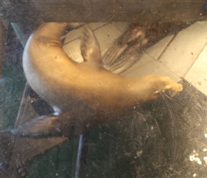 The Buoy Pub had a glass floor, so the sea lions could say hello