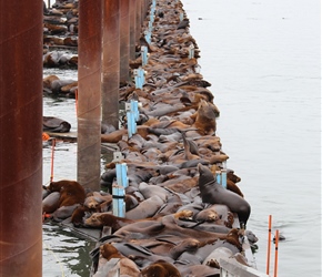 Sealions on the dock at Astoria