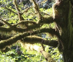 Mossy trees in Siuslaw Forest, a sign of clean air