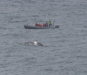Grey Whale and spotters at Rocky Point