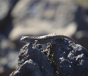 Lizard on the edge of Billy Chinook Lake
