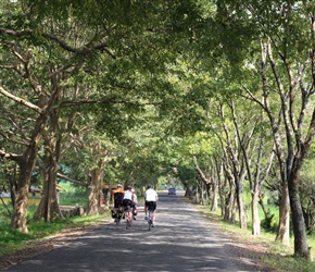 Shady avenue near Dambulla