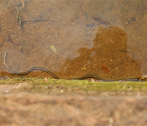 Water Snake in one of the pools in the gardens. Don't swim here there are also crocodiles