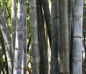 Bamboo at the Royal Botanical Gardens