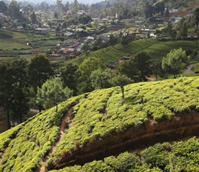Nuwara Eliya and tea plantations