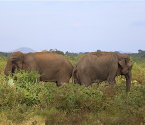 Elephants in Udawalawe National Park
