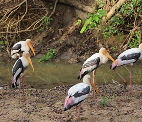 Painted storks in Udawalawe National Park