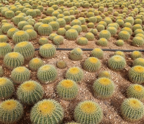 Cactus growing near Ses Salines