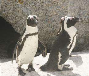 African Penguins used to be known as jackass penguins because of their distinctive braying, and they’re the only penguins found on the continent.