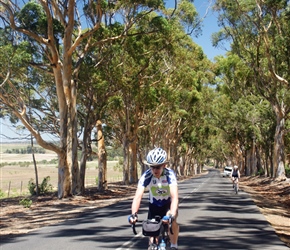 Rob through Eucalyptus Trees