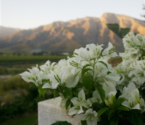 Bouganvilliers in the sunset at Nuy farm