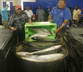 Unloading the yellow tailed Tuna
